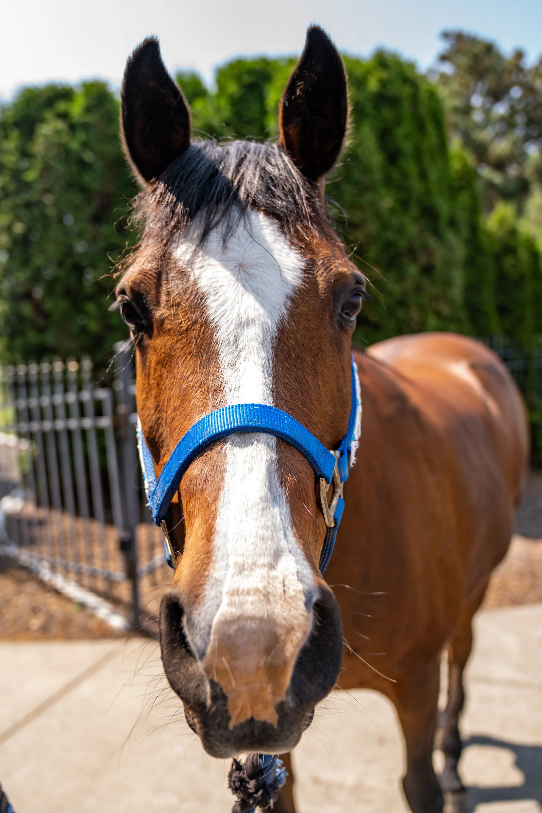 Close-up of a brown horse with a white stripe on its face, wearing a blue halter, standing outdoors near greenery.