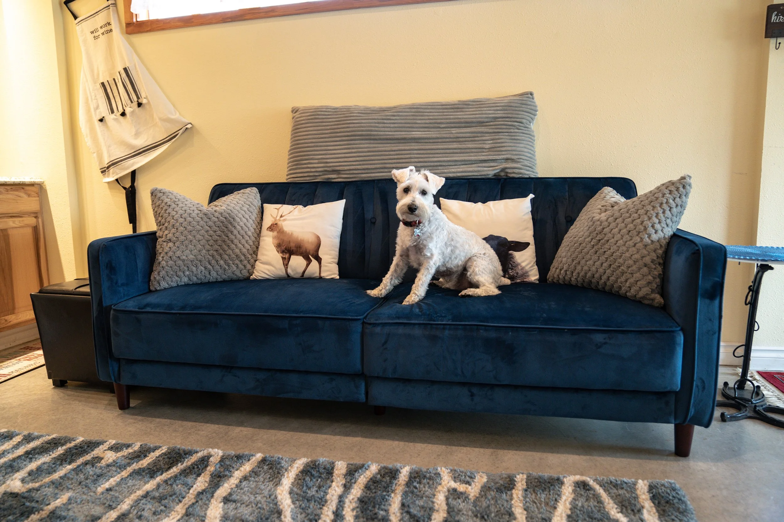 A small white dog sitting on a blue velvet sofa with decorative pillows, one with a deer and another with a black animal, in a living room with a beige wall and a cream-colored rug.