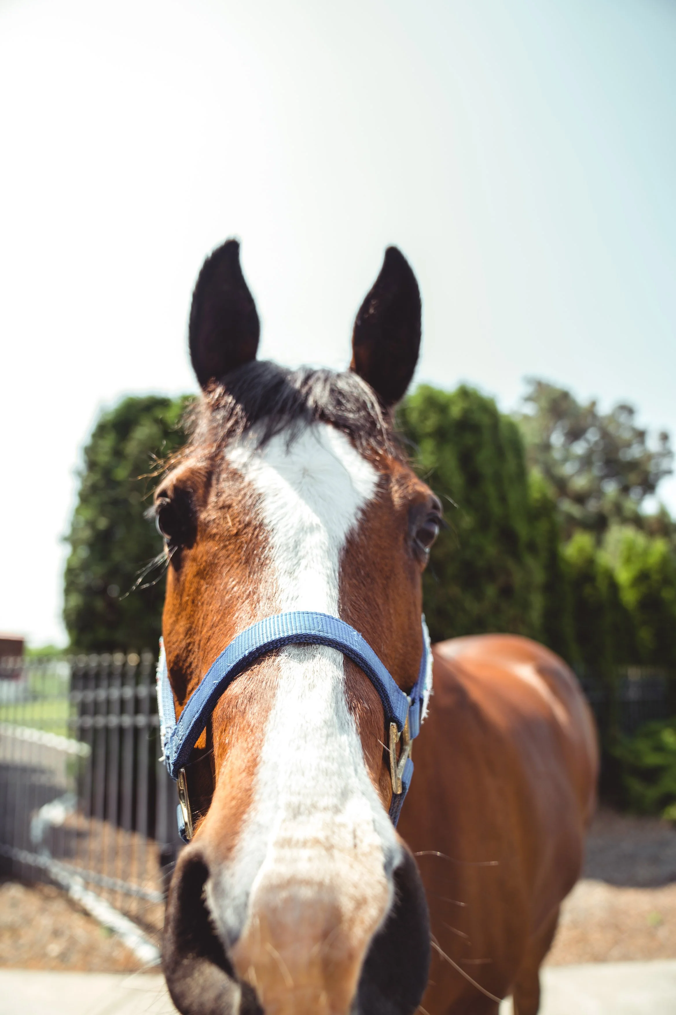 Close-up of a brown horse with a white blaze on its face, standing outdoors on a sunny day with a metal fence and green trees in the background.