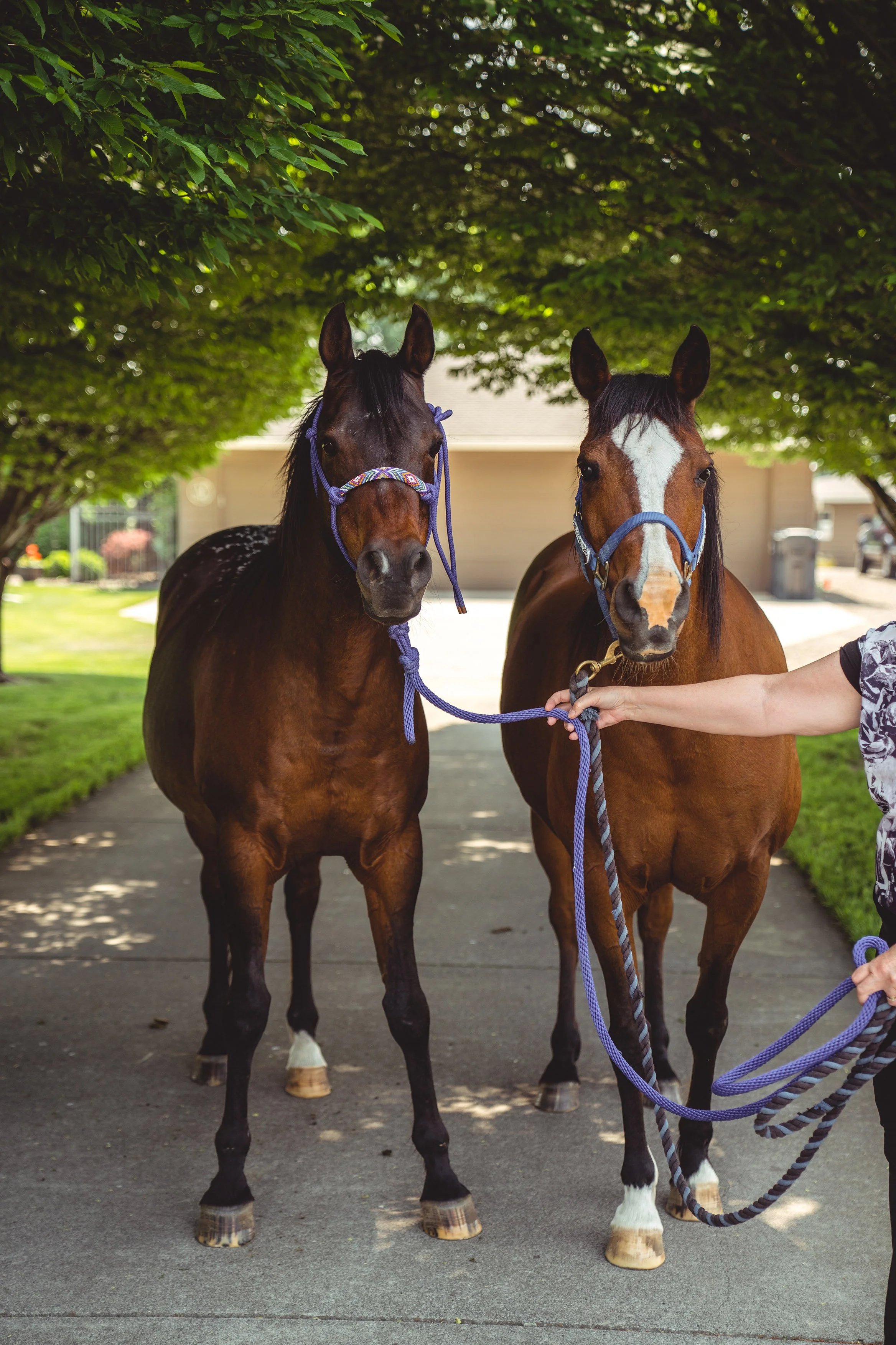 Two horses standing on a driveway under a leafy tree with a house in the background. One horse is black with white spots on its back, and the other is brown with a white blaze on its face. Someone is holding the brown horse by its lead.
