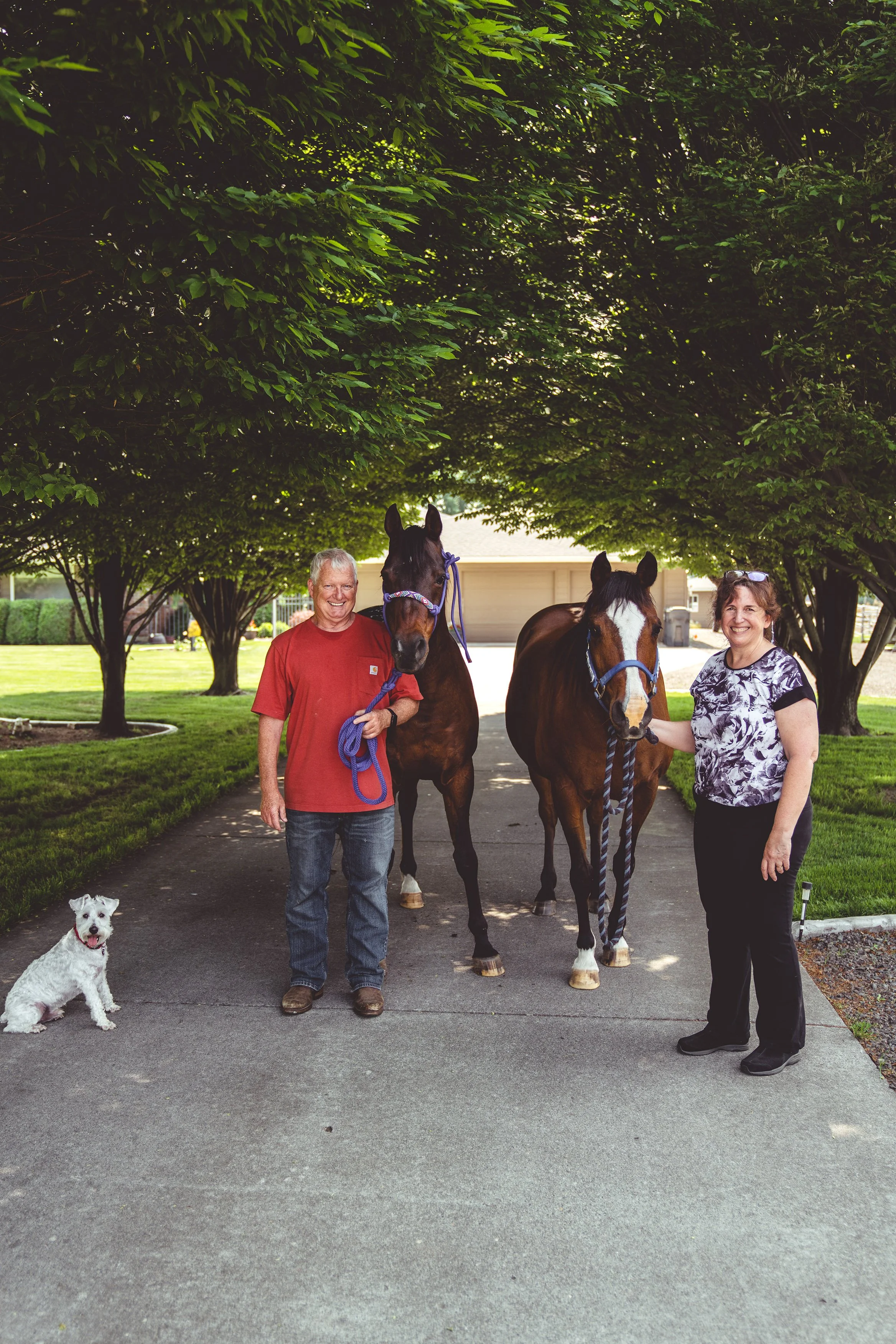 A man and a woman standing on a driveway with two horses and a small white dog. The man is wearing a red shirt, and the woman is wearing a black and white patterned shirt. The man is holding a blue lead rope attached to a dark brown horse with a purp
