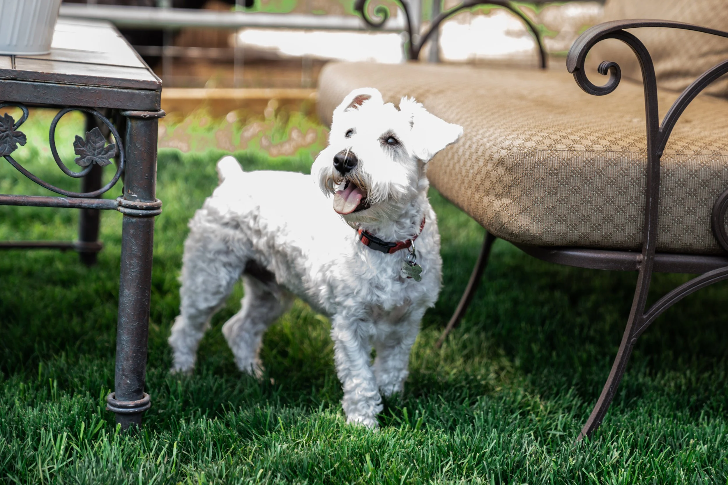 A white dog with curly fur standing on green grass next to outdoor furniture, with its mouth open and tongue out.