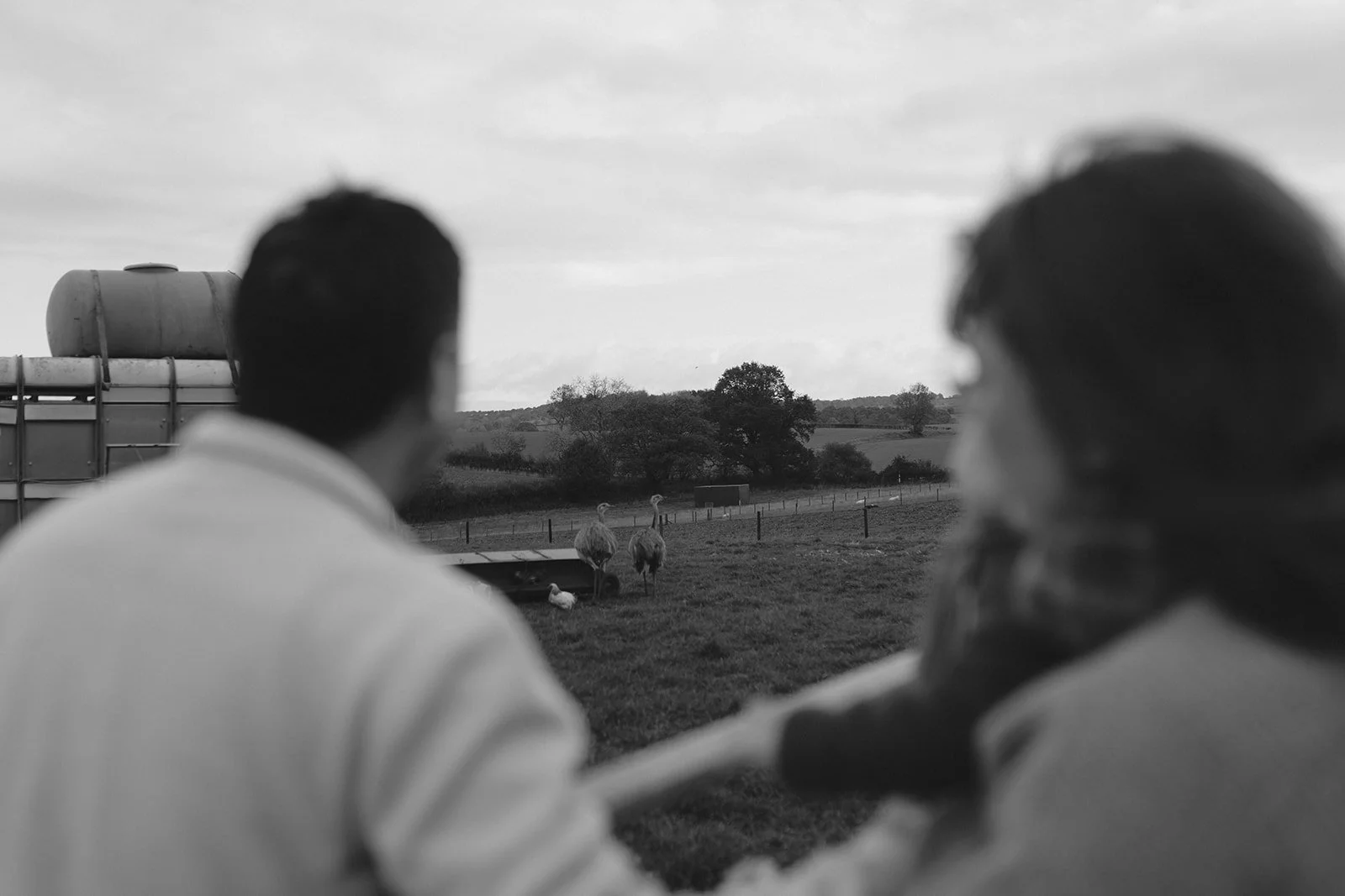 Two people with blurred faces are sitting on a farm, looking at two ostriches in the distance, with ripening fields and trees in the background.
