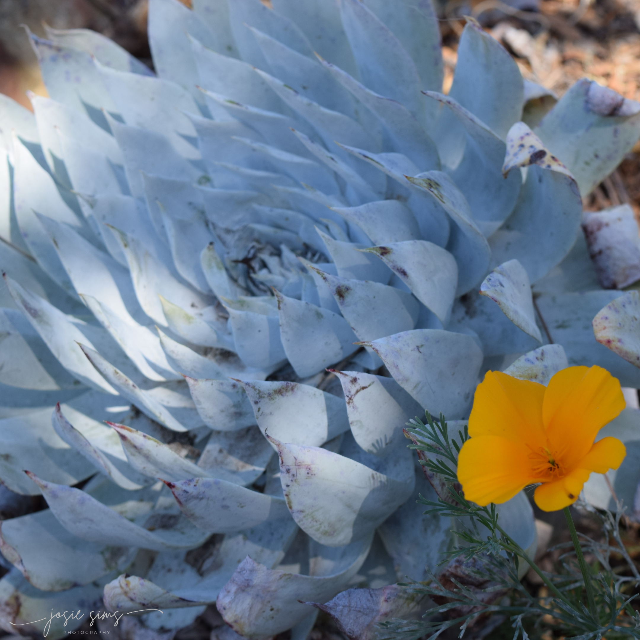 What Grows Beneath the Surface