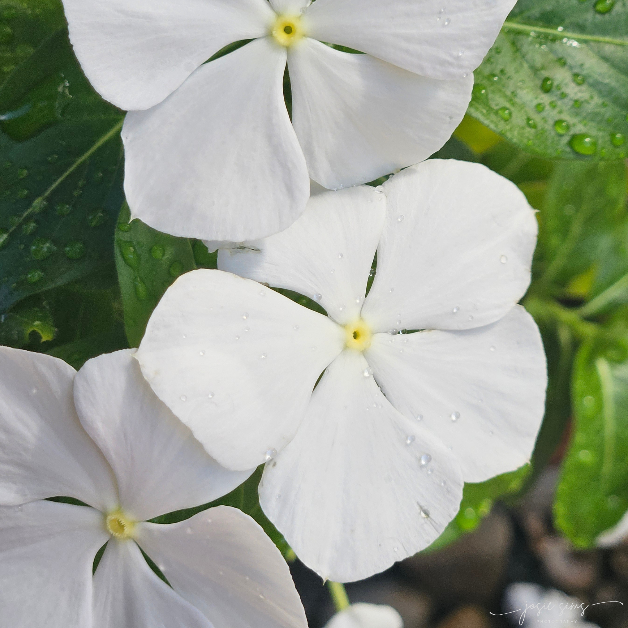 Tending What Is Beginning to Grow