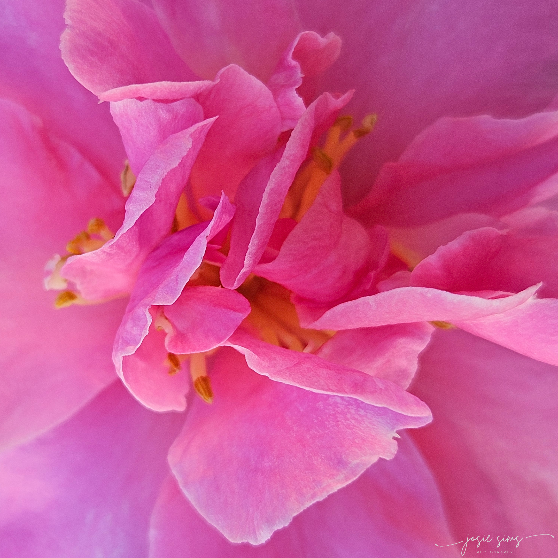 Cultivating Compassion in Daily Life