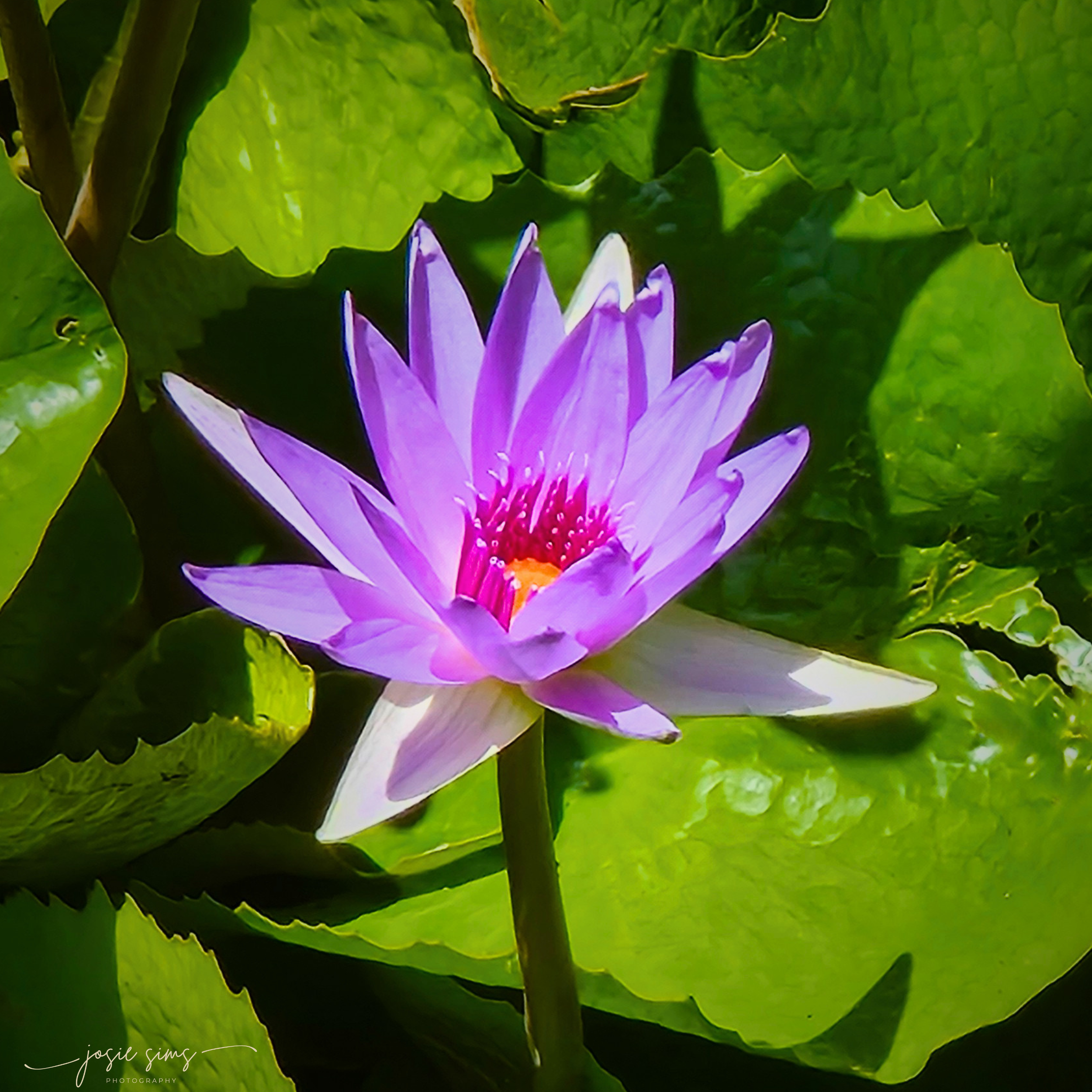The Practice of Compassion: A Vesak Reflection