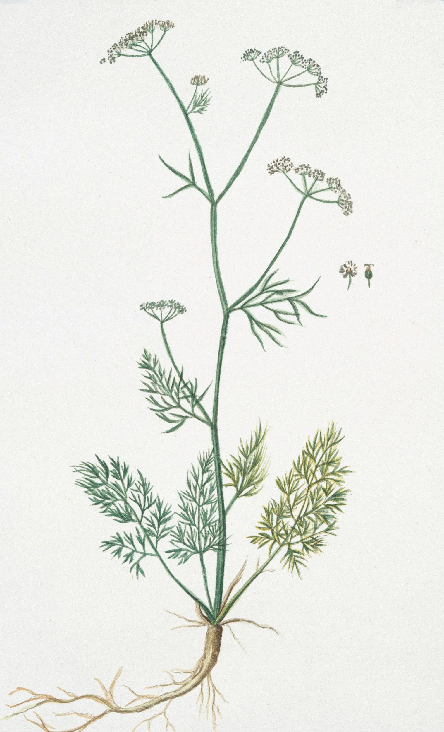 A detailed botanical illustration of a plant with multiple stems, fern-like leaves, and small umbrella-shaped flower clusters at the top, with roots at the base.