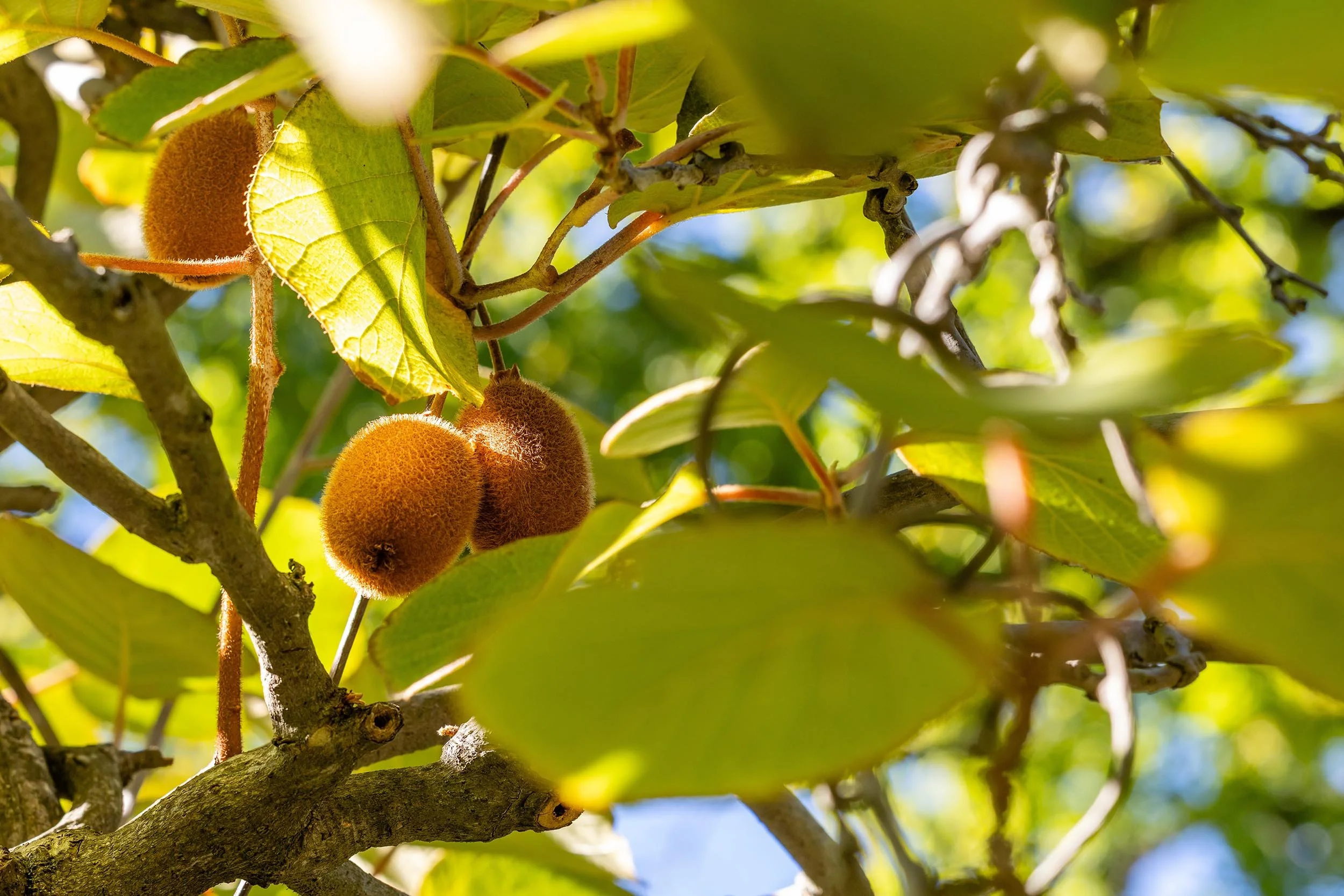 Close-up of kiwi fruits growing on a tree amidst green leaves with sunlight filtering through.
