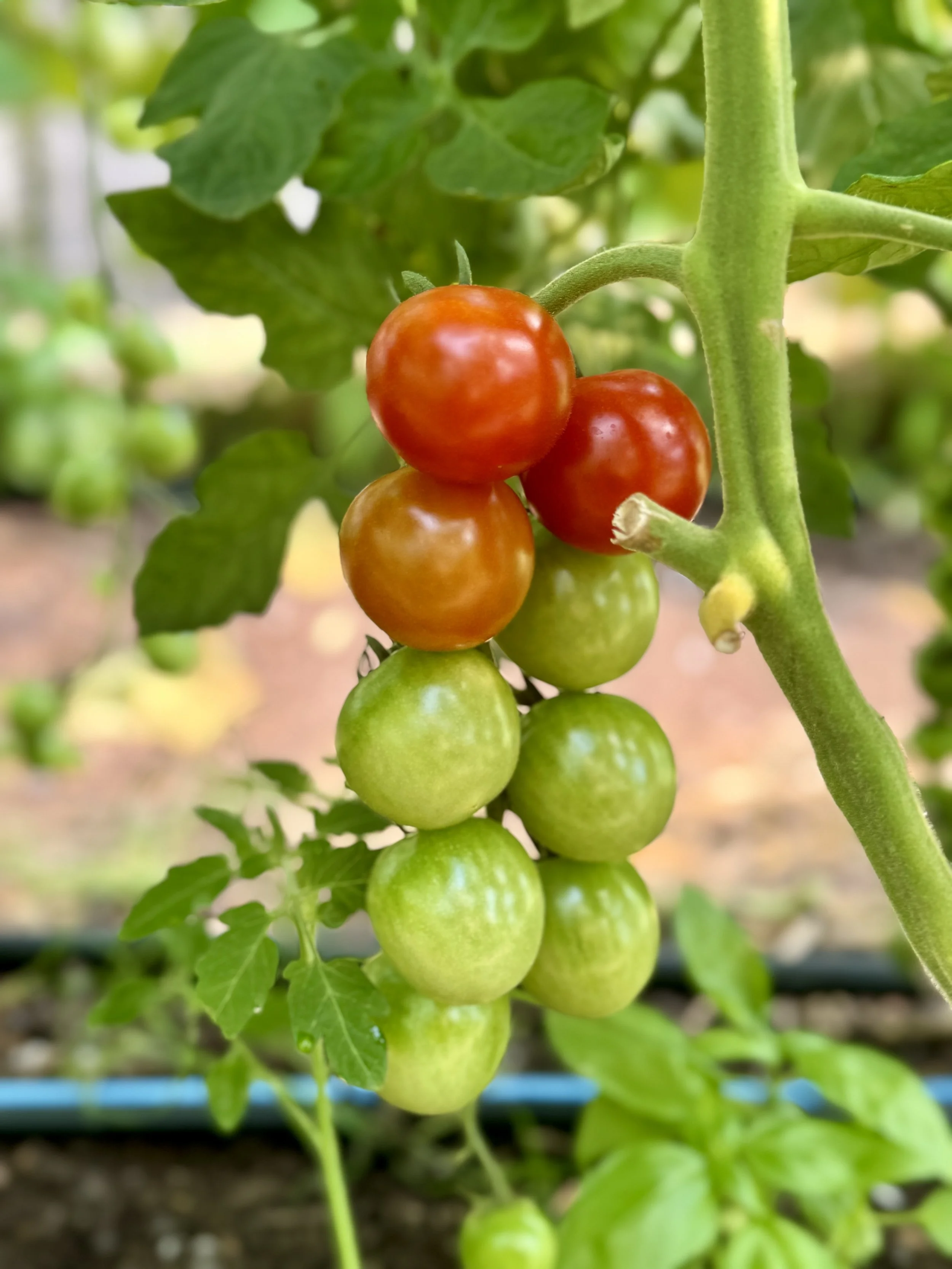 Grappes de tomates en différentes phases de maturité, du vert au rouge, suspendues à une plante dans un jardin.