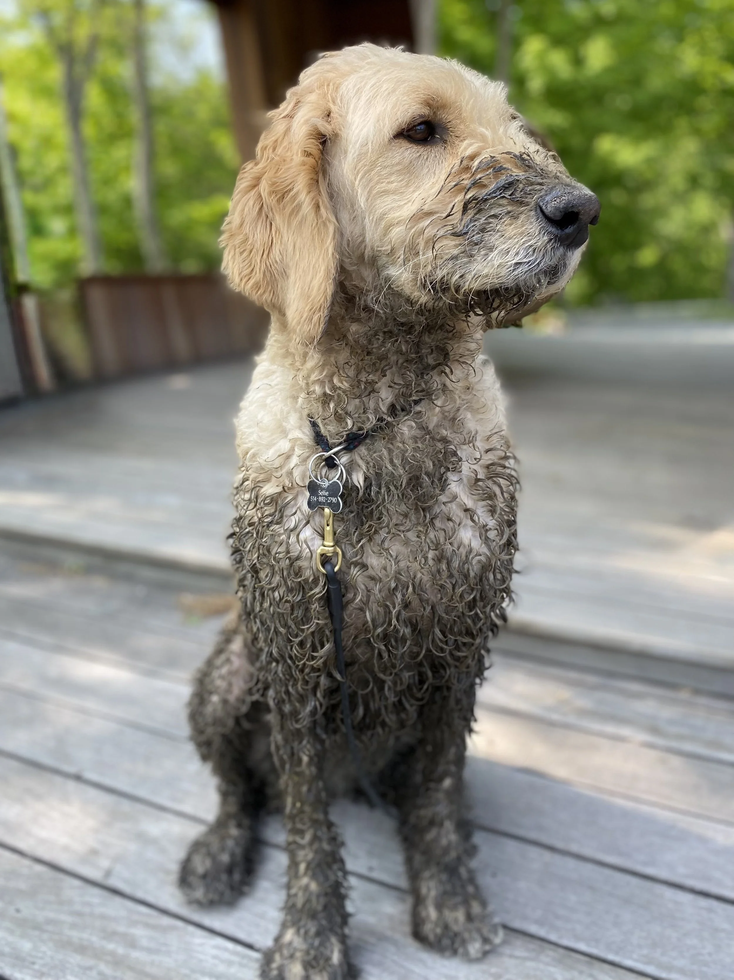 Une chienne nommée Selfie, assise sur une plateforme en bois, visiblement pleine de boue, dans un environnement extérieur avec des arbres en arrière-plan.