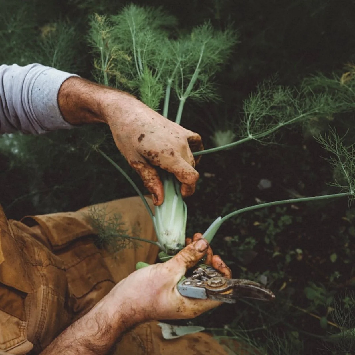 Personnes récoltant de l'aneth dans un jardin, mains sales, outil de coupe à la main.