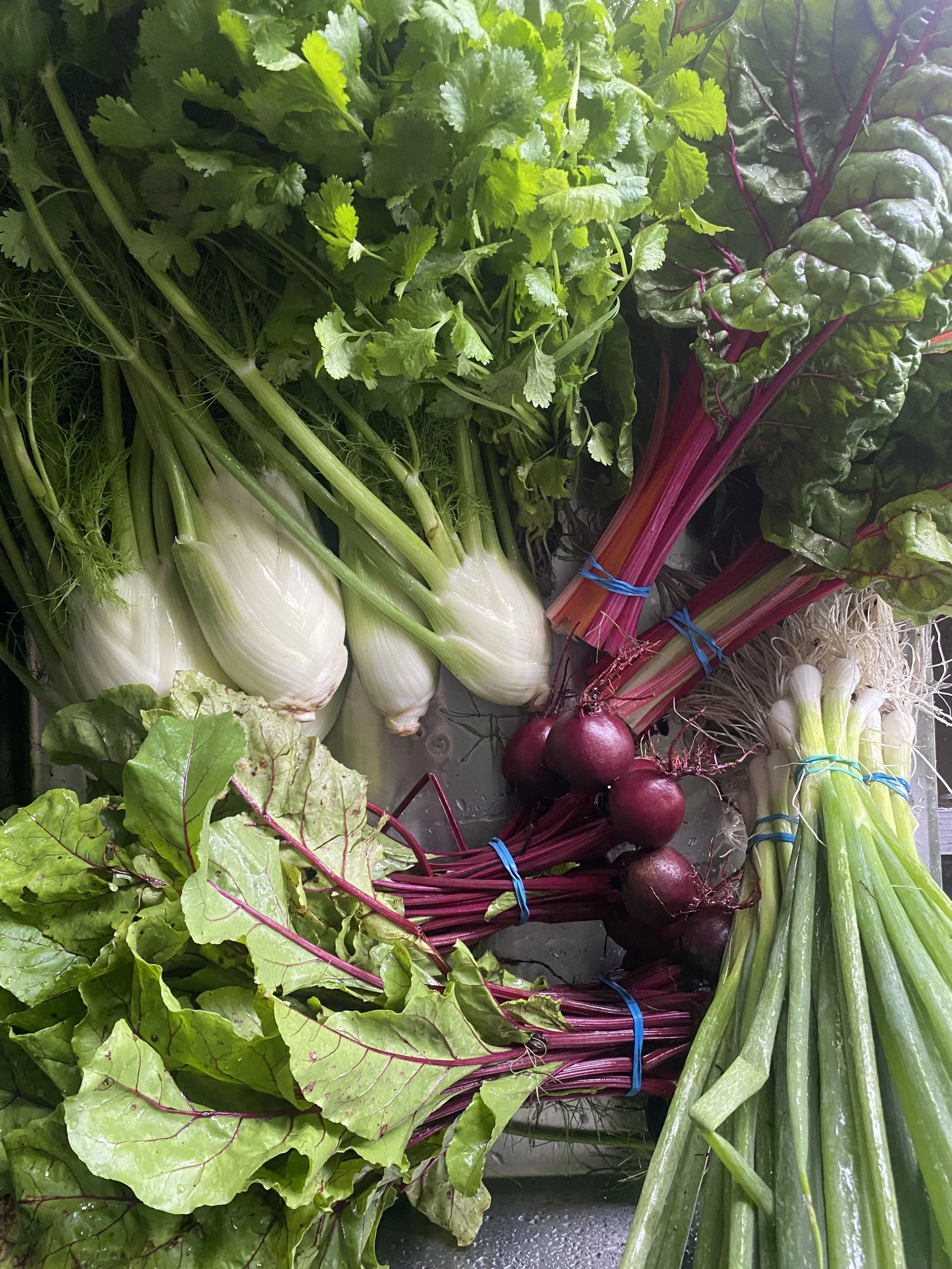 Légumes frais, comprenant des fanes de coriandre, du fenouil, des betteraves rouges, de la cébette, et des oignons verts, tous attachés avec des élastiques bleus.