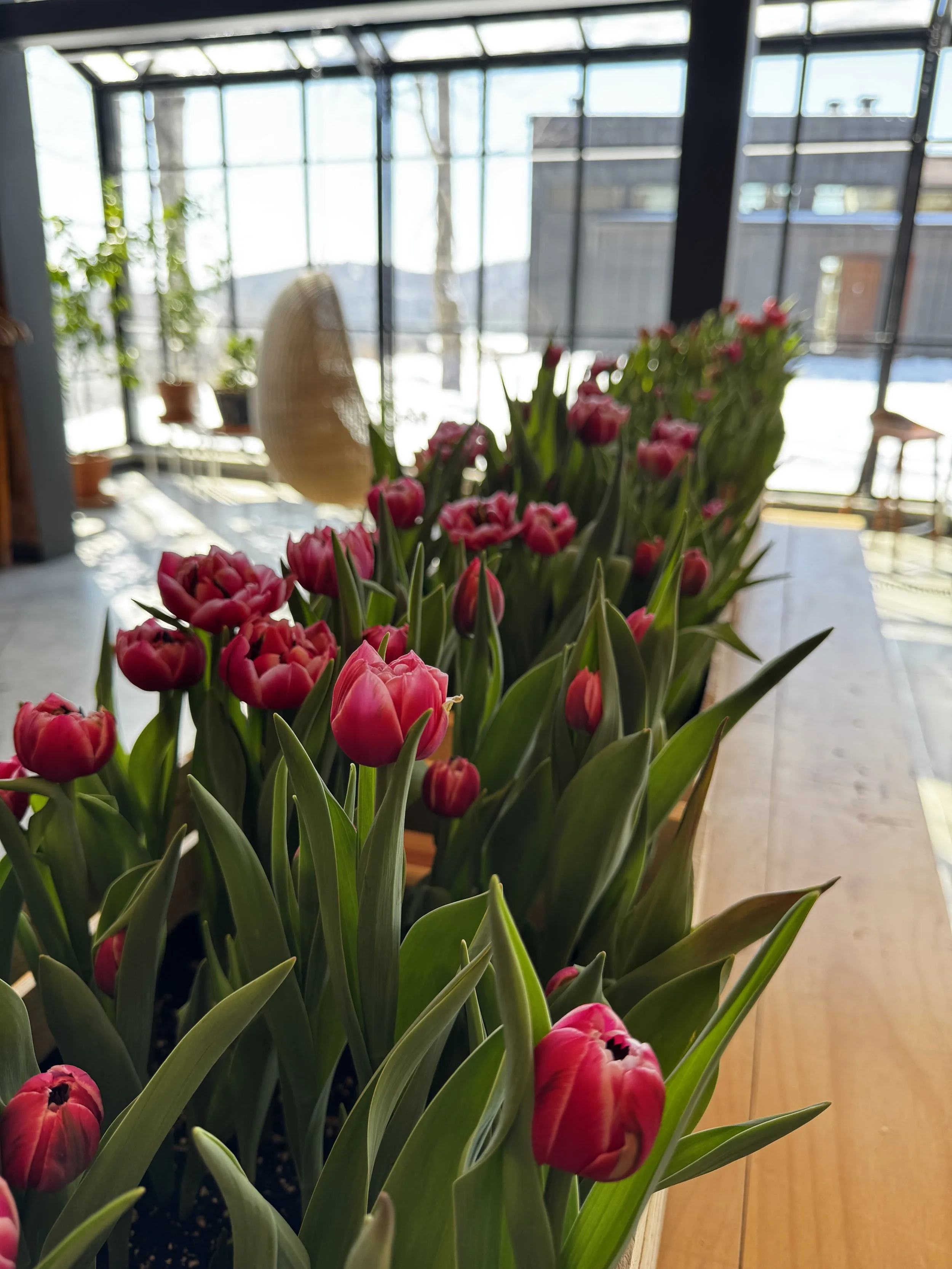 BARQUETTE DE TULIPES Pâques.