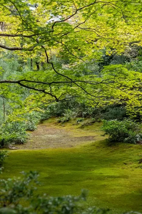 A bright green forest.