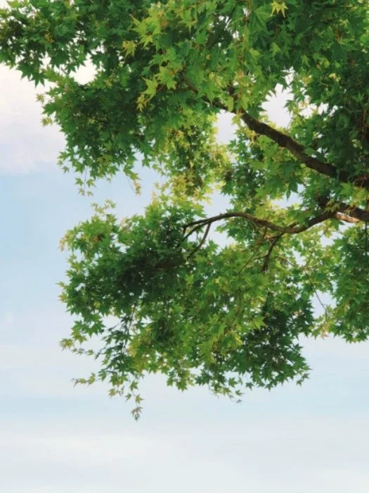 Perspective of a tree with green leaves from below.