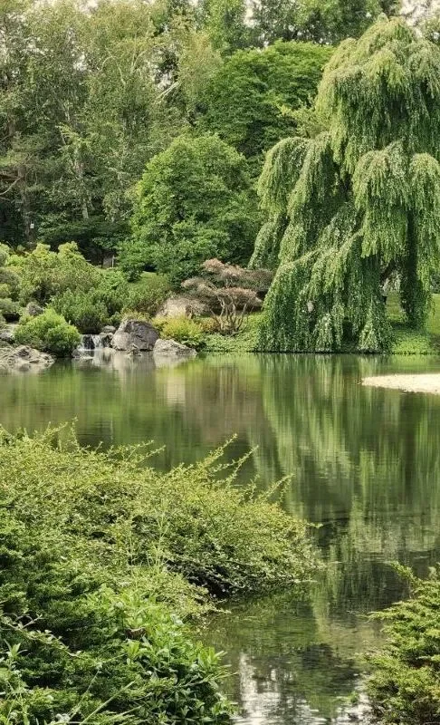 A small pond surrounded by lush greenery.