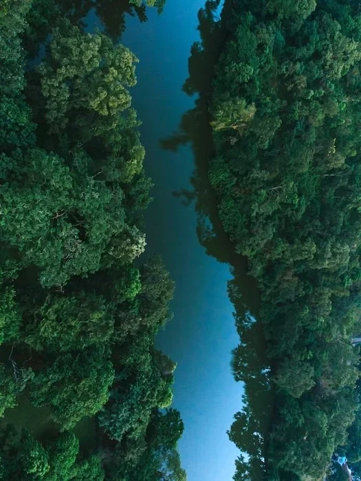 A view of a river running between trees from above.