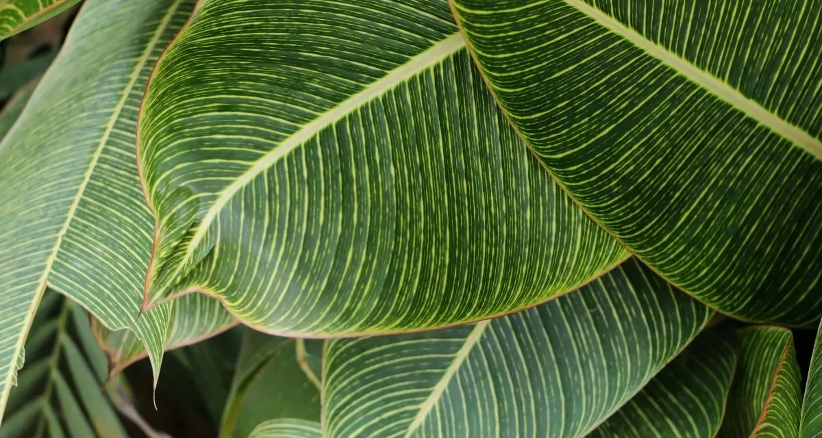 Close up of green tropical leaves.