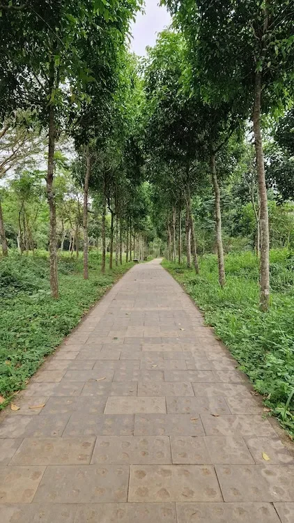 A brick path between trees.