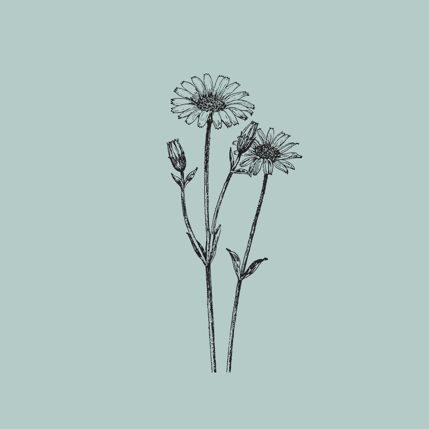 A black and white sketch of three daisies on light blue background.