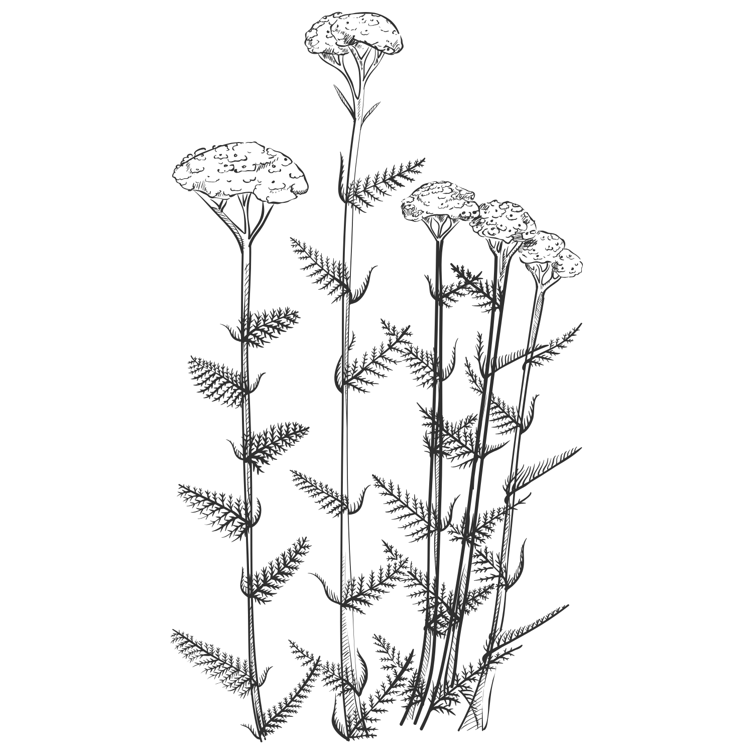 A botanical illustration of several tall, thin plants with umbrellas-shaped flower clusters and fern-like leaves.