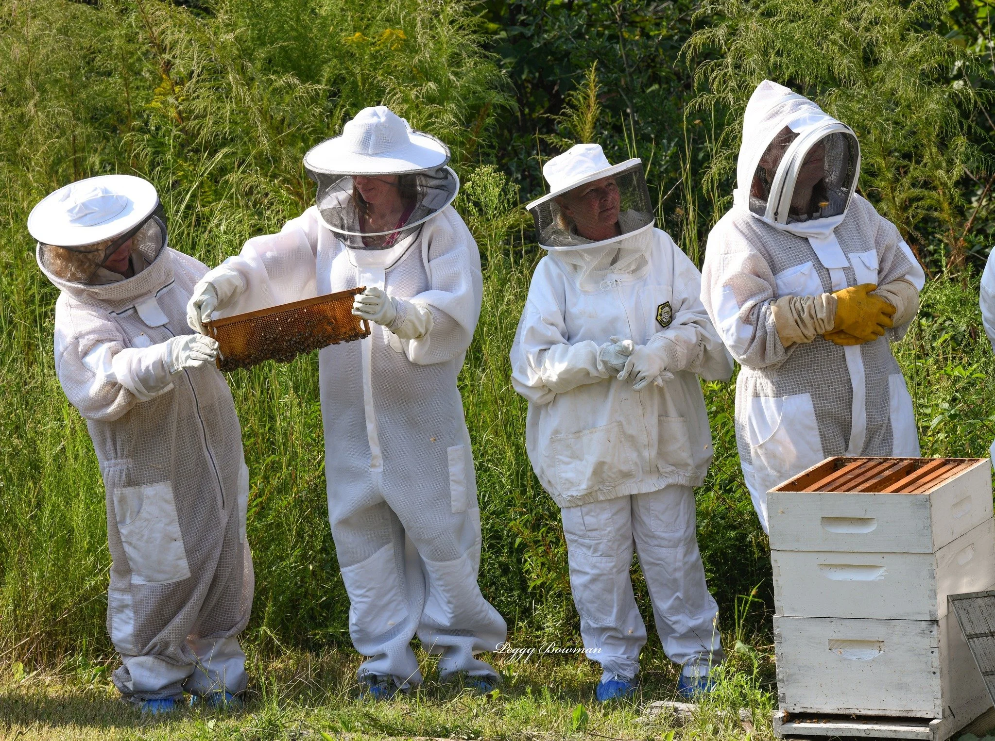 Four beekeepers in white protective suits and veils examining a honeycomb frame outdoors, with a beehive box nearby.