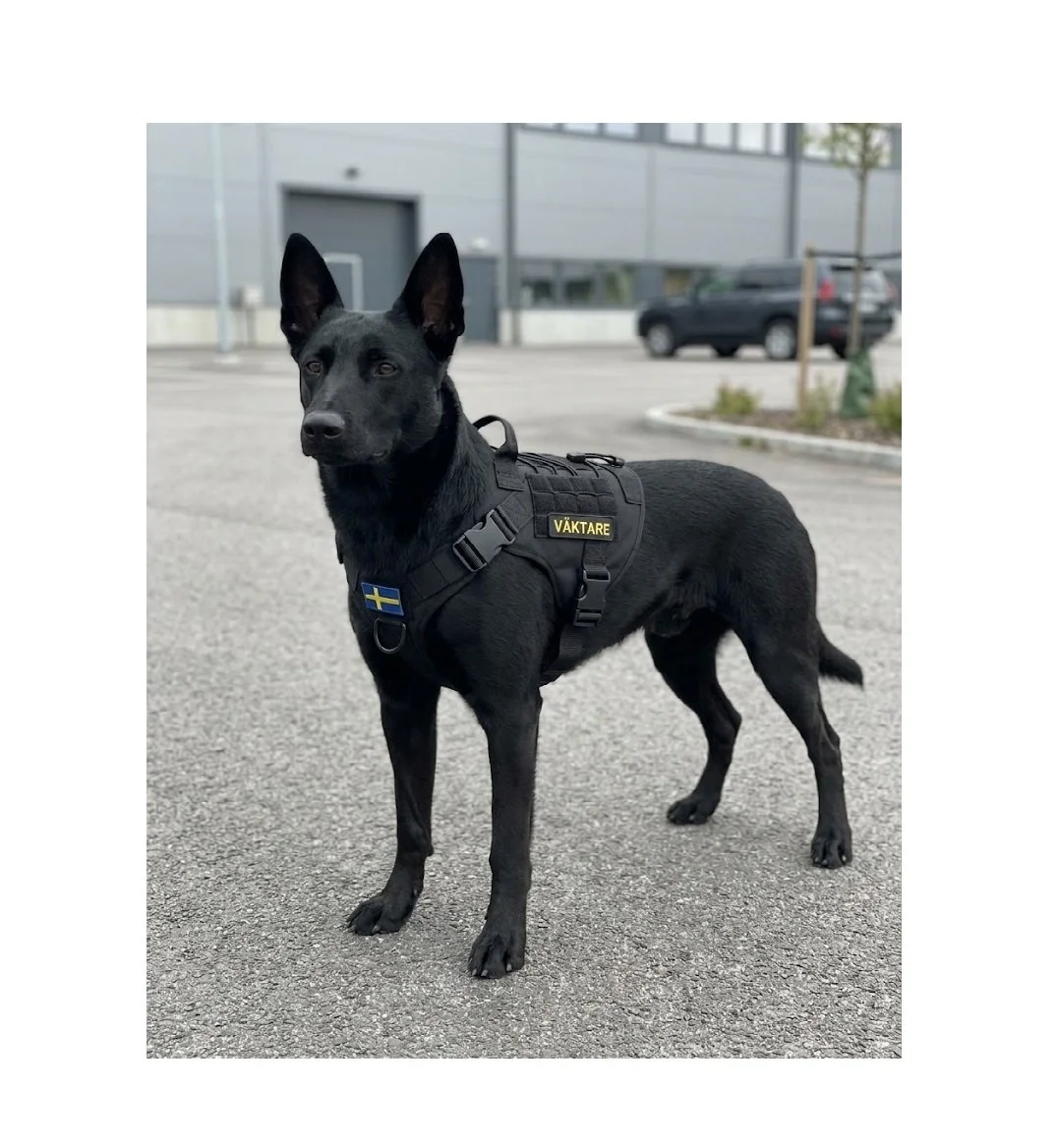 VÄKTARE HUNDSELE