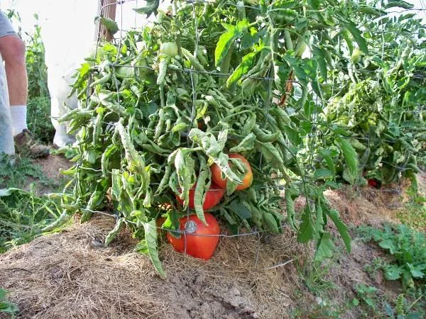 Three red bell peppers growing on a plant in a garden.