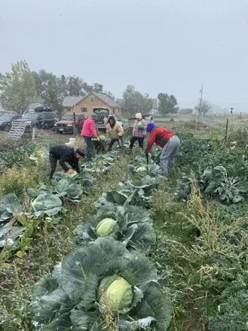 People working in a garden or farm planting or tending to vegetables, with a house and parked cars in the background under overcast skies.