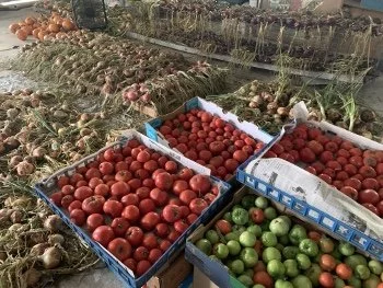 Boxes of ripe red and green tomatoes on farm soil with onion bulbs in the background.