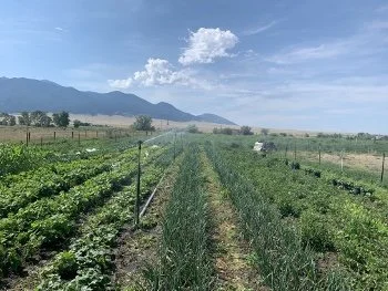 Rows of cultivated green vegetables in a farm field with mountains in the background under a partly cloudy sky.