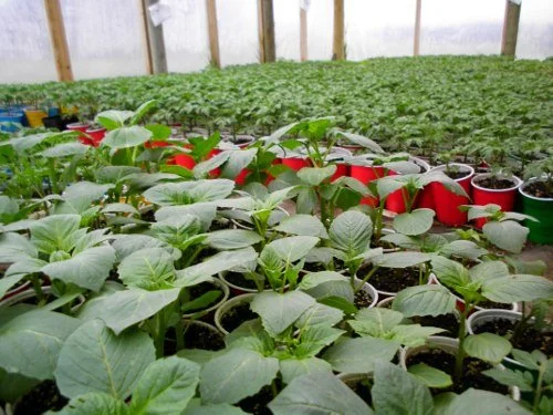 Rows of potted seedlings and young plants inside a greenhouse