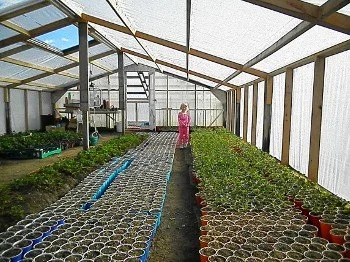 A woman in a pink shirt working inside a greenhouse with rows of potted plants and trays of seedlings.