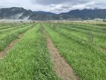 Rows of green crops in a field with mountain range in the background under cloudy sky.