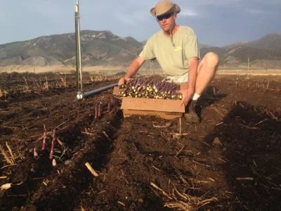2013_Asparagus_Harvest.jpg
