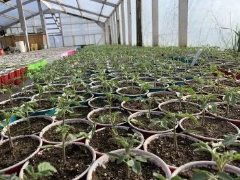 Rows of potted plants growing in a greenhouse with a transparent ceiling and walls.