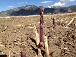 2012_Asparagus_1.jpg