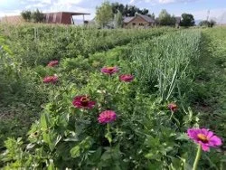 A garden with pink and purple flowers, green leafy plants, and houses in the background under a clear sky.