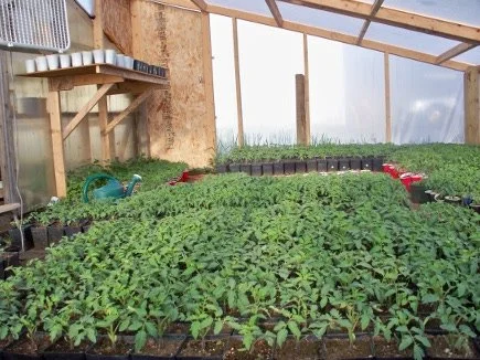 Greenhouse interior with rows of seedlings growing in trays, watering cans on the side.