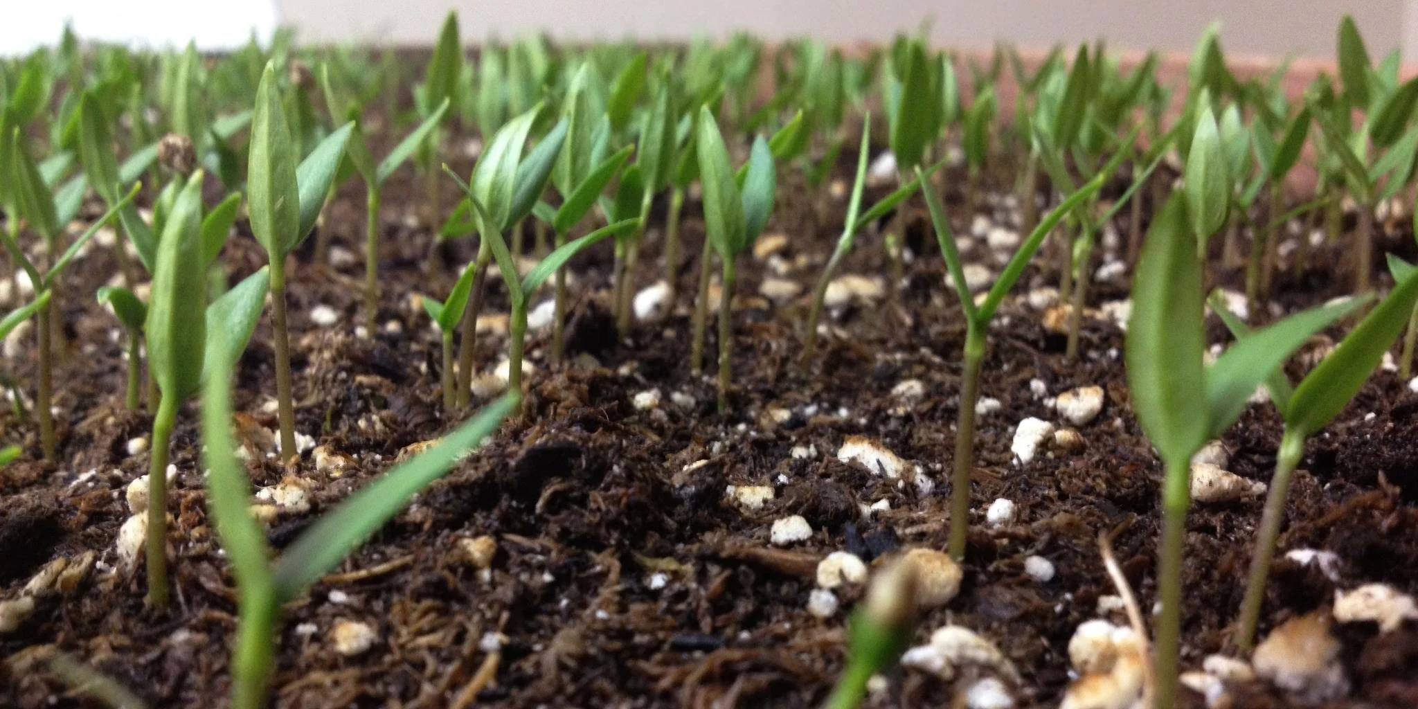 2013_Seedlings.jpg