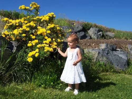 A young girl in a white dress standing on grass next to a large bush of yellow flowers, with rocks and a hill in the background under a clear blue sky.