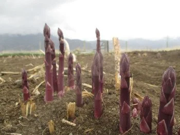 Purple asparagus growing in a dirt field with cloudy sky in the background.