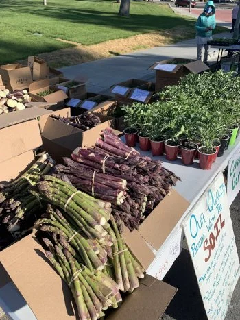 Fresh asparagus and potted plants on a farmers market table with informational signs, outdoors with green grass and people in the background.