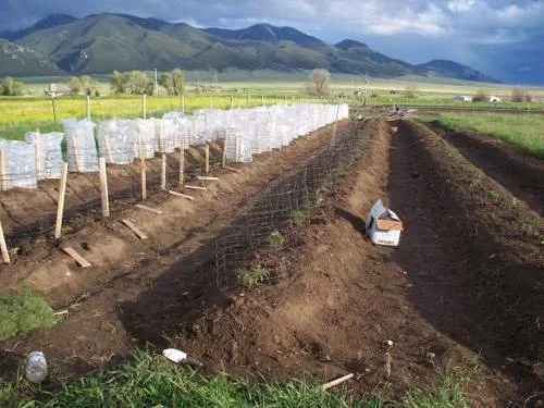 A farm field with rows of soil, a plastic-covered structure on the left, and a mountain range in the background.