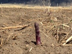 2012_Asparagus_2.jpg