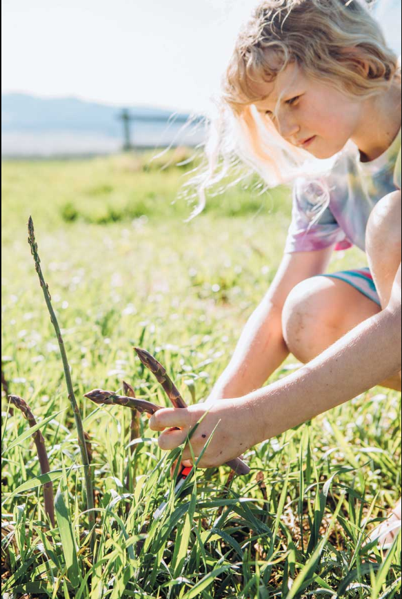 A girl harvesting asparagus in a sunny field.