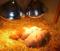 2013Piglets.jpg