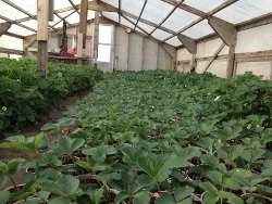 2012_Strawberry_Plants.jpg