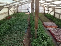 2012_April_in_Greenhouse.jpg